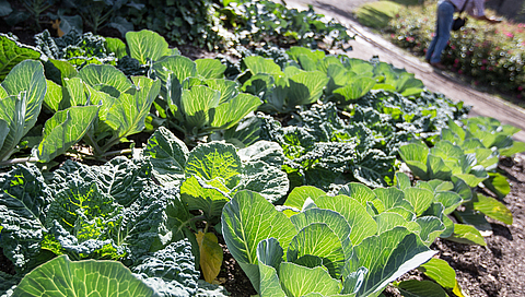 Gesundes Gemüse aus eigenem Anbau – so geht's!