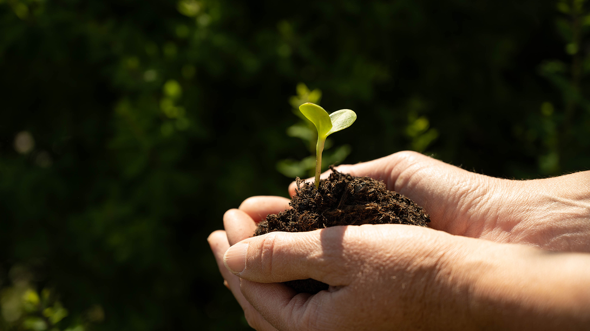 Regrowing – Abfällen neues Leben einhauchen